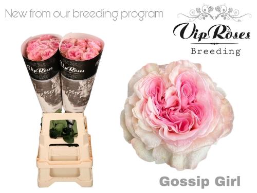 Rosa grootbloemig Gossip Girl