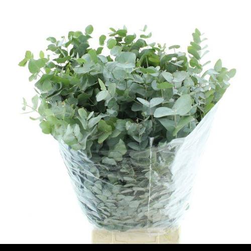 Eucalyptus per bos cinerea