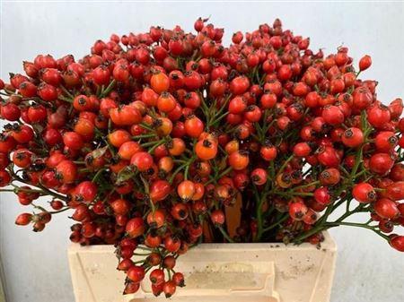 Rosa Magical Orange Pride