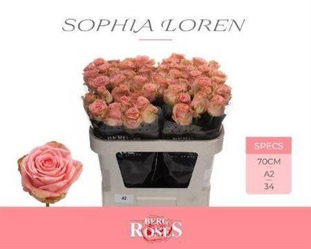 Rosa grootbloemig Sophia Loren