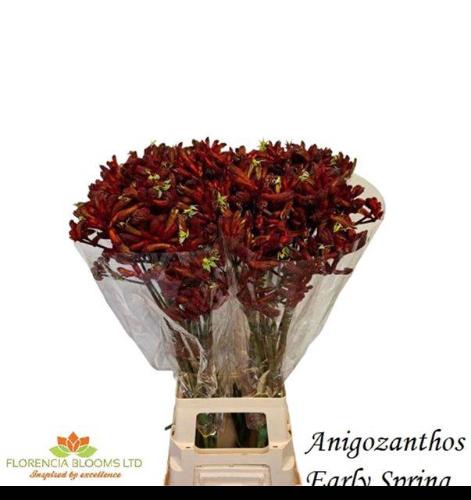 Anigozanthos 'Early Spring'