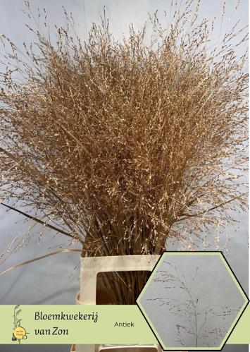 Siergras kleurbehandeld H%