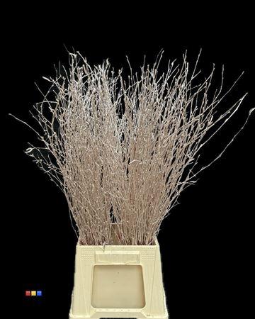 Betula per bos kleurbehandeld