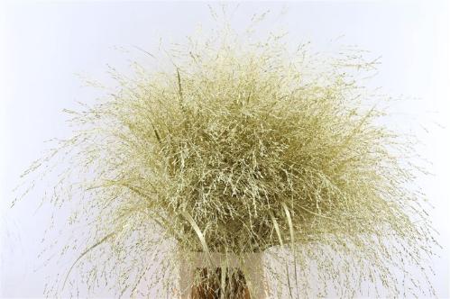 Snijbloemen overig kleurbehandeld H%