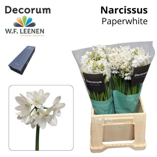 Narcissus Tazetta Grp met blad 'Ziva'