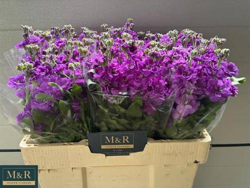 Matthiola incana 'Debora'
