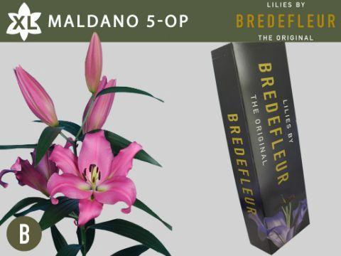 Lilium Oriental x Trumpet Grp 'Maldano'