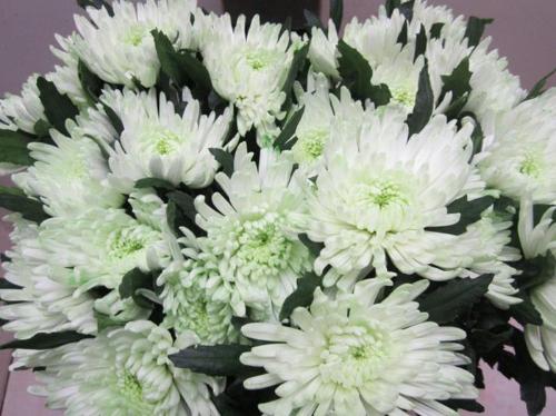 Chrysanthemum geplozen kas kleurbehandeld H%