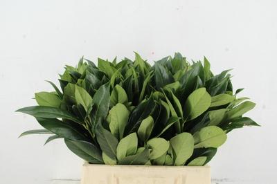 Prunus (blad) laurocerasus