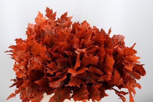 quercus overig kleurbehandeld H%