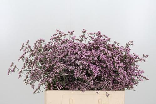 Limonium Safora Oshi Pink