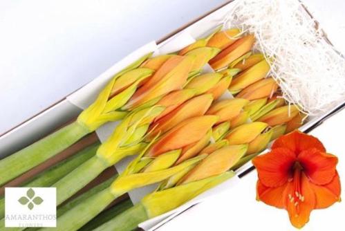 Hippeastrum kleurbehandeld overig H%