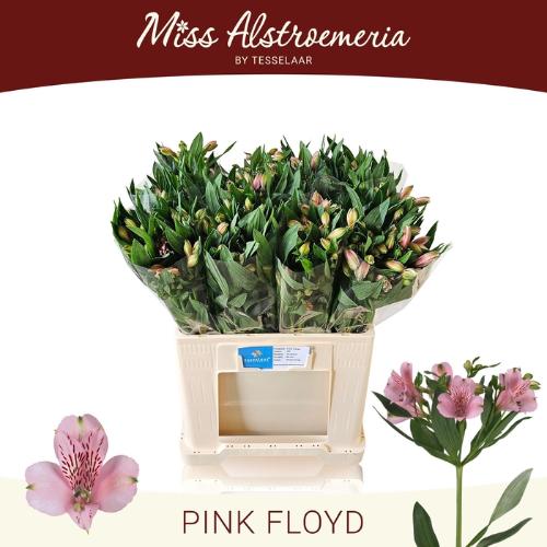 Alstroemeria Pink Floyd