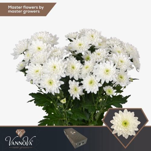 Chrysanthemum Indicum Grp tros Olaf