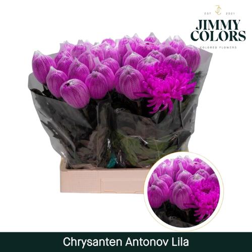 Chrysanthemum (Indicum Grp) geplozen Antonov kleurbehandeld H%