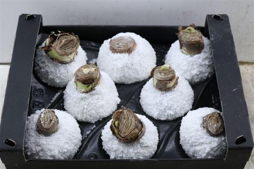 Hippeastrum bol gewaxt H%