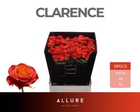 Rosa grootbloemig Clarence+