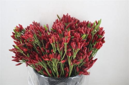 Capsicum annuum per tak overig