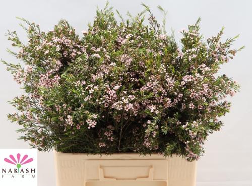 Chamelaucium uncinatum 'Romi'