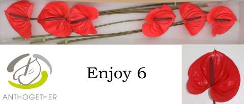 Anthurium Andreanum Grp 'Enjoy'