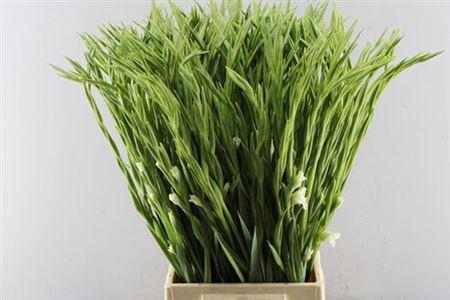 Gladiolus nanus 'Summer Bride'