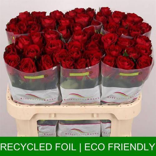 Rosa grootbloemig Madam Red