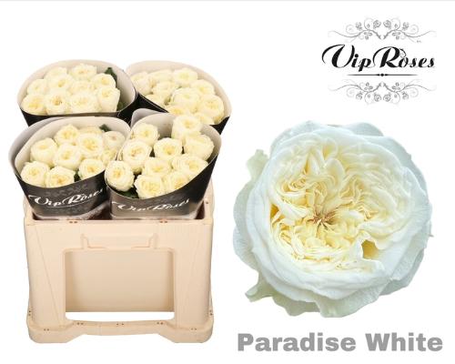 Rosa grootbloemig Paradise White