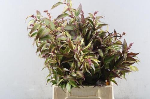 Leucothoe walteri 'Rainbow'