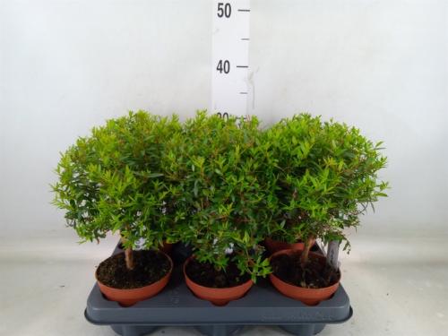 Myrtus communis