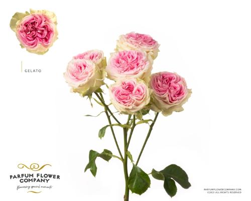 Rosa tros Gelato