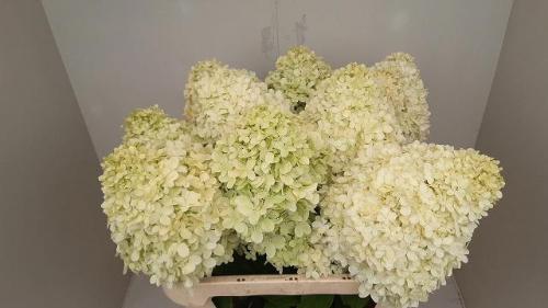 Hydrangea paniculata Magical Candle