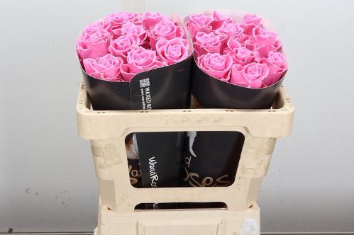 Rosa grootbloemig gewaxt H%