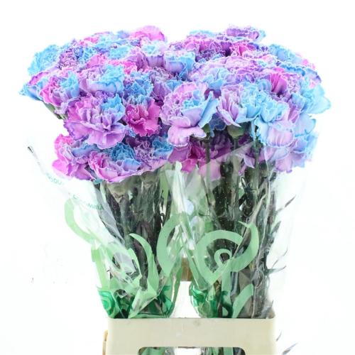 Dianthus standaard kleurbehandeld H%