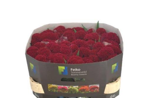 Celosia argentea (Cristata Grp) 'Reprise Velvet'