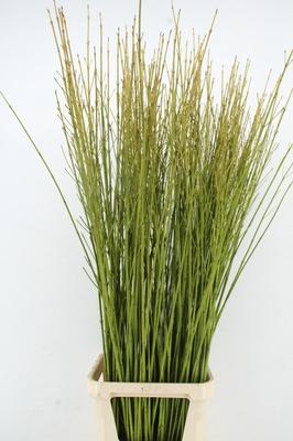 Cornus stolonifera 'Flaviramea'