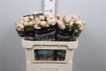 Rosa tros Bombastic