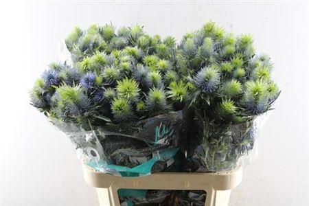 Eryngium Supernova Questar