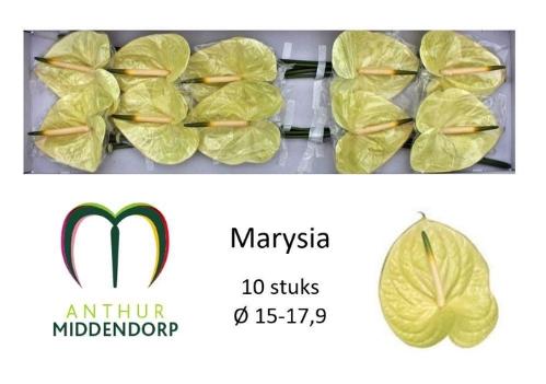 Anthurium Andreanum Grp Marysia