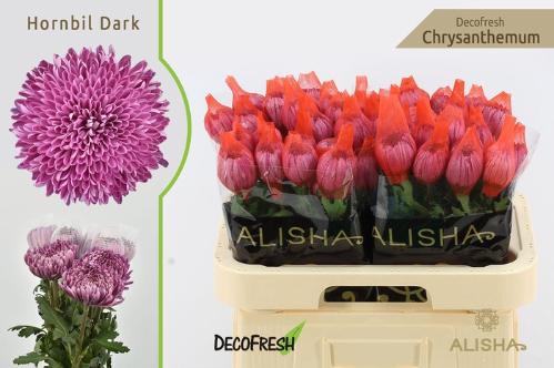 Chrysanthemum (Indicum Grp) geplozen Hornbill Dark
