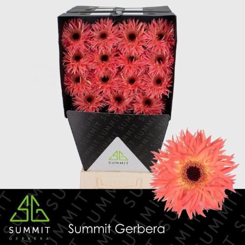 Gerbera grootbloemig Sensini
