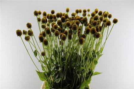 Rudbeckia overig