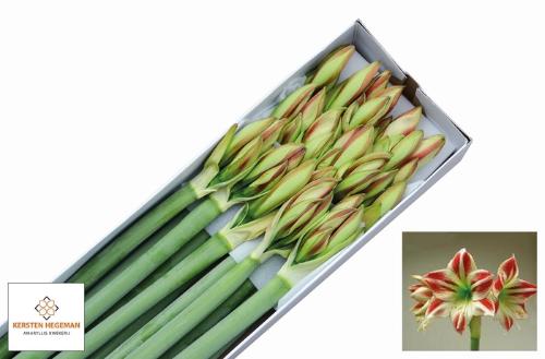 Hippeastrum Galaxy Grp 'Ambiance'