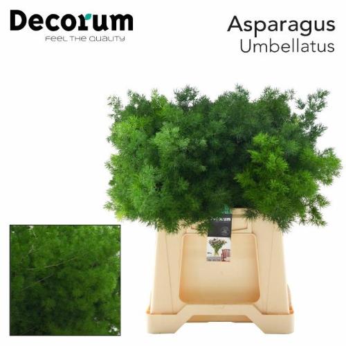 Asparagus umbellatus