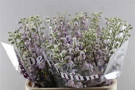 Delphinium dubbelbloemig (Elatum Grp) 'Dewi Flamingo'
