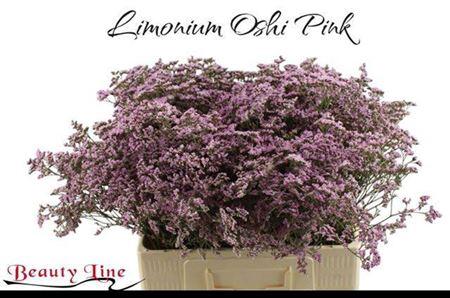 Limonium Safora Oshi Pink