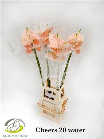 Anthurium Andreanum Grp Cheers