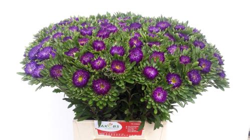 Callistephus chinensis 'Matsumoto Donkerblauw'