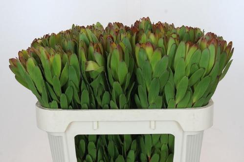 Leucadendron 'Safari Goldstrike'