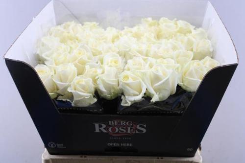 Rosa grootbloemig Avalanche+