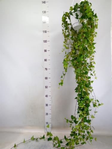Hedera helix 'Anna'
